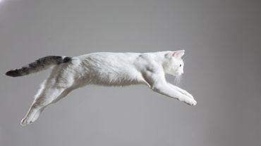 Avez Vous Deja Vu Un Chat Sauter Au Ralentit