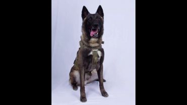 Mort d'al Baghdadi: un chien salué comme un héros