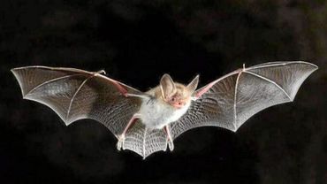 Les Populations De Chauves Souris Augmentent A Nouveau Mais Pas Encore Suffisamment