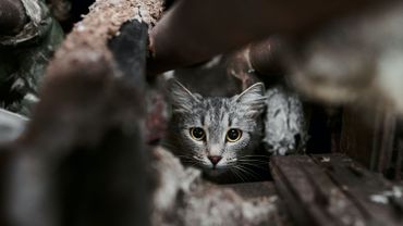 Sterilisation Des Chats Errants Un Seul Couple Peut Engendrer 000 Chats En 4 Ans