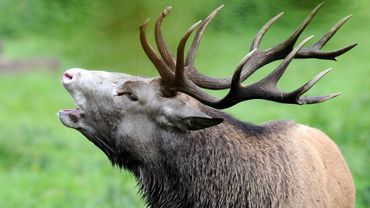 video brame du cerf video brame du cerf