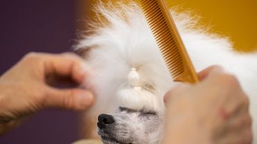 Coronavirus Et Animaux Gaia Plaide Pour La Reouverture Des Salons De Toilettage