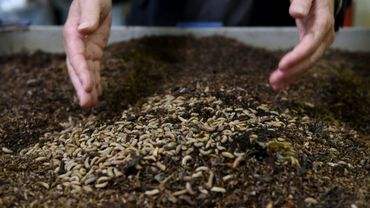 Ver De Farine Et Mouche Soldat Noire Delices Industriels Pour Animaux