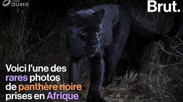 Une Panthere Noire Photographiee En Afrique Une Image Rare