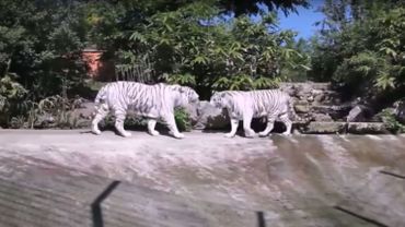 Dans Lombre De Pairi Daiza Le Zoo De Maubeuge Tire Son