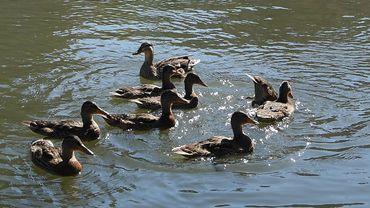 Leur Donner Du Pain Peut Tuer Les Canards Lorsqu Il Fait Chaud