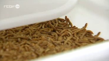 De La Farine D Insectes Dans Votre Assiette Un Projet Existe A Gembloux
