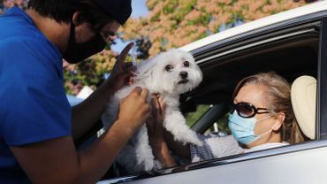 Bruxelles Une Prime Pour Faire Vacciner Votre Chat Ou Votre Chien Mais Ce N Est Pas Contre Le Coronavirus