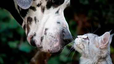 Le Palmares Des Noms D Animaux De Compagnie Le Palmares Des Noms D Animaux De Compagnie