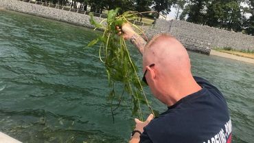 Un danger important des lacs de l'Eau d'Heure : des algues vertes filamenteuses Un danger important des lacs de l'Eau d'Heure : des algues vertes filamenteuses