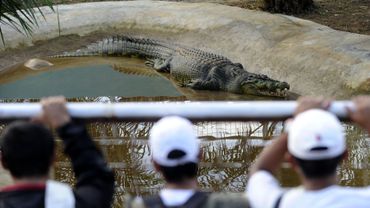 Philippines Mort Du Plus Grand Crocodile Marin En Captivite