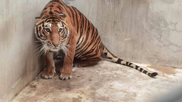 Soupcons De Trafic D Animaux Un Tigre Decapite Retrouve Dans Un Zoo Qui N A Jamais Ouvert Ses Portes En Thailande