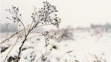 La Neige A Transforme Les Paysages De L Ardenne En Carte Postale