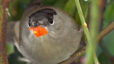 Migrations Secrètes Au Dessus De Nos Têtes