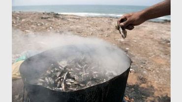 Des moules, pêchées en bord de mer, sont cuites sur une plage près de Rabat, le 18 août 2012