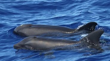 Une Nouvelle Espece Hybride Entre Dauphin Et Baleine Decouverte Au Large D Hawai