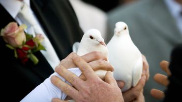 Pourquoi Chapelle Lez Herlaimont Interdit Les Lachers De Colombes