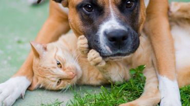 Pourquoi Adopter Un Animal De Compagnie