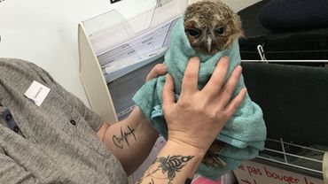 Creaves Namur Des Bénévoles Aux Petits Soins Pour Les