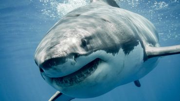 Un Concert De Rock Pour Les Grands Requins Blancs Un Concert De Rock Pour Les Grands Requins Blancs