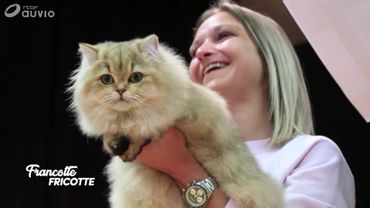 A La Decouverte Des Concours De Beaute Pour Chats