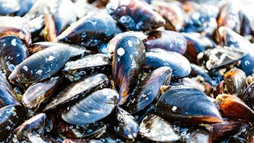 Une Nouvelle Saison Pour Les Moules De Zelande