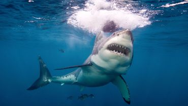 Etats Unis Une Femme Meurt Apres Une Attaque De Grand Requin Blanc Dans Le Maine Etats Unis Une Femme Meurt Apres Une Attaque De Grand Requin Blanc Dans Le Maine