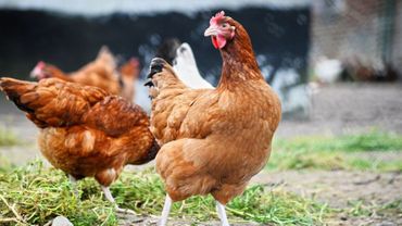 Un Poulailler Bio De 9600 Bêtes à Durnal Lenquête Publique Vient