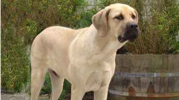 Le Mâtin Belge Une Race De Chien En Pleine Reconstruction