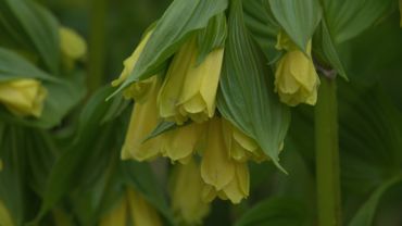 Les Belles Clochettes Dun Jaune Tendre Du Disporum Flavens