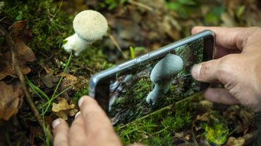 Une Recolte De Champignons Digitale