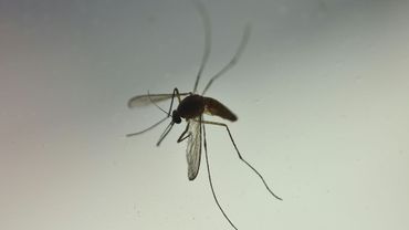 Argentine Premier Deces D Un Bebe Atteint De Microcephalie A Cause Du Virus Zika