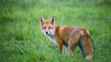 Renards Contaminés Par La Maladie De Carré Attention Elle