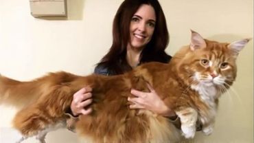 Le Plus Grand Chat Du Monde Mesure 1 Cm Record Battu