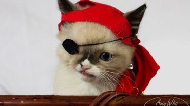 Sir Stuffington Le Petit Chat Pirate