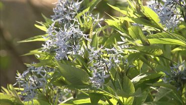 Un Amour De Plantes L Amsonia Orientalis Un Amour De Plantes L Amsonia Orientalis