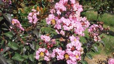 Des Fleurs En Grappe Dont Les Pétales Ressemblent à Du