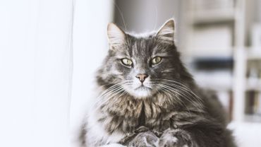 Chat En Surpoids 3 Trucs Pour Les Faire Maigrir Sans Les Affamer