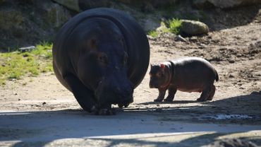 Naissance D Un Bebe Hippopotame A Pairi Daiza Une Douce Nouvelle