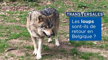Retour Du Loup En Wallonie Les Preuves Saccumulent