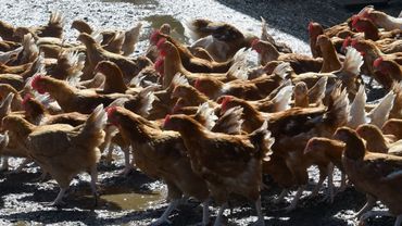 Un Poulailler Bio Géant Ne Verra Pas Le Jour à Fleurus