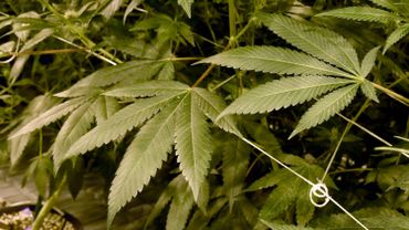 La majeure partie des dépenses (plus de 90%) était consacrée à l'achat de cannabis à des fins récréatives, actuellement interdit au Canada mais dont la légalisation est attendue cet été.