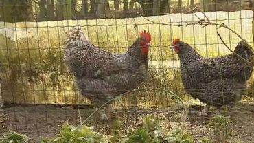 Grippe aviaire en Belgique: toutes les poules confinées