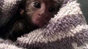 Moment Tendresse Un Bebe Ouistiti Prend Son Premier Bain