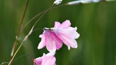 Francis Peeters Dierama pulcherrimum 'Painted Lady' (la Francis Peeters Dierama pulcherrimum 'Painted Lady' (la