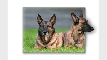 La Police Allemande Préfère Le Malinois Au Berger Allemand