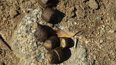 La forma cuboide se forma en el último 17% del intestino. La forma cuboide se forma en el último 17% del intestino.