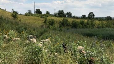 A quelques encablûres de Charleroi et d'un site industriel, des moutons broutent sur le terril A quelques encablûres de Charleroi et d'un site industriel, des moutons broutent sur le terril