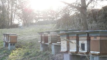 Un apiculteur liégeois remporte le coq wallon pour son miel de printemps Un apiculteur liégeois remporte le coq wallon pour son miel de printemps