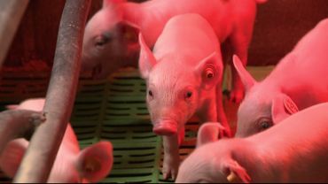 Le Prix Du Porc En Forte Diminution Les Eleveurs S Inquietent